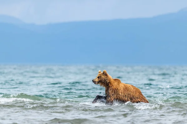 堪察加半岛的棕熊 Ursus Arctos Berπanus 统治着整个风景 — 图库照片