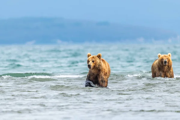 Gobernando Paisaje Osos Pardos Kamchatka Ursus Arctos Beringianus — Foto de Stock