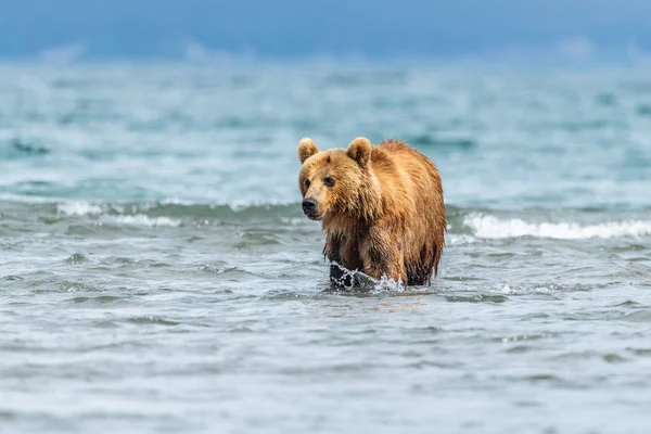 Gobernando Paisaje Osos Pardos Kamchatka Ursus Arctos Beringianus — Foto de Stock