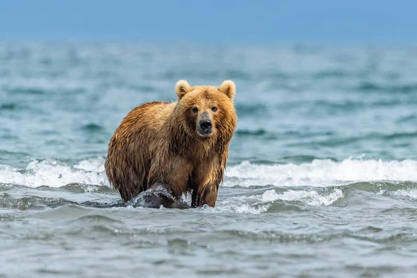 Gobernando Paisaje Osos Pardos Kamchatka Ursus Arctos Beringianus — Foto de Stock