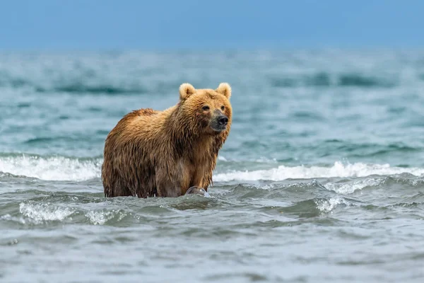 Die Braunbären Von Kamtschatka Ursus Arctos Beringianus Beherrschen Die Landschaft — Stockfoto