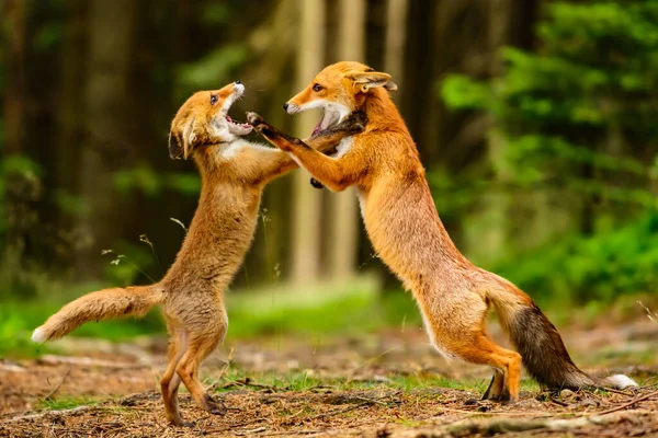 Red Fox Vulpes Vulpes Volwassen Vos Met Jonge — Stockfoto