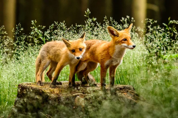 Red Fox Vulpes Vulpes Adult Fox Young — Stock Photo, Image