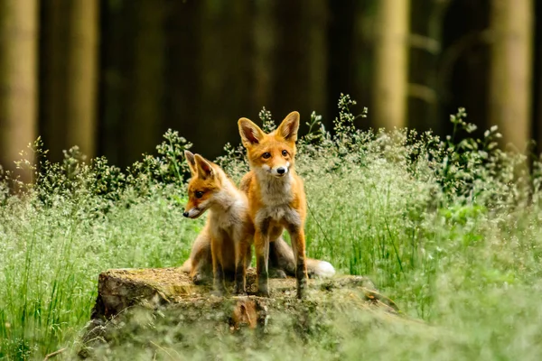 Κόκκινη Αλεπού Vulpes Vulpes Ενήλικη Αλεπού Νέους — Φωτογραφία Αρχείου