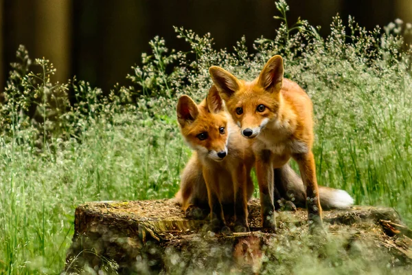 Zorro Rojo Vulpes Vulpes Zorro Adulto Con Jóvenes — Foto de Stock