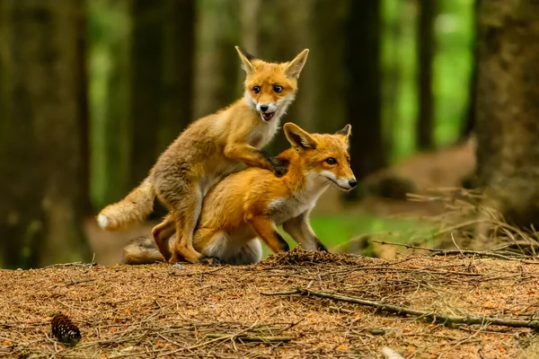 Zorro Rojo Vulpes Vulpes Zorro Adulto Con Jóvenes — Foto de Stock