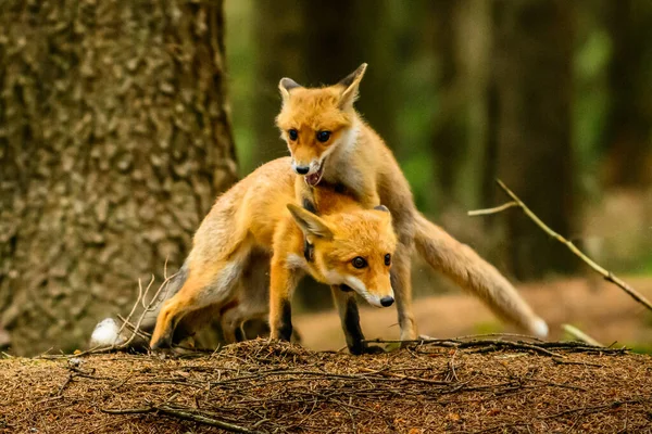 Κόκκινη Αλεπού Vulpes Vulpes Ενήλικη Αλεπού Νέους — Φωτογραφία Αρχείου