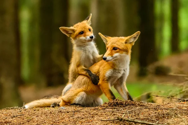 Red Fox Vulpes Vulpes Adult Fox Young — Stock Photo, Image