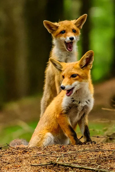 Red Fox Vulpes Vulpes Volwassen Vos Met Jonge — Stockfoto