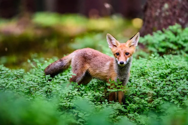 Liška Červená Supi Dospělá Liška Mladým — Stock fotografie