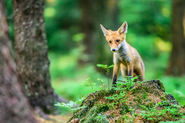 Rotfuchs Geier Erwachsener Fuchs Mit Jungen — Stockfoto