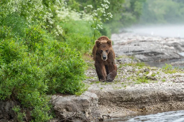 Gobernando Paisaje Osos Pardos Kamchatka Ursus Arctos Beringianus —  Fotos de Stock