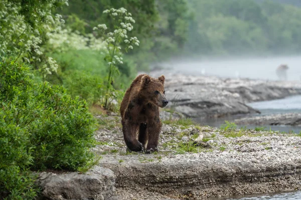 堪察加半岛的棕熊 Ursus Arctos Berπanus 统治着整个风景 — 图库照片