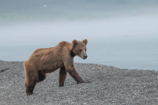 Governando Paisagem Ursos Pardos Kamchatka Ursus Arctos Beringianus — Fotografia de Stock