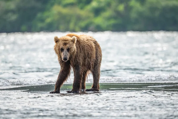 Просуваючись Ландшафту Бурі Ведмеді Камчатки Ursus Arctos Beringianus — стокове фото