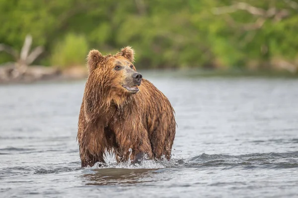 Rządzące Krajobrazem Niedźwiedzie Brunatne Kamczatki Ursus Arctos Beringianus — Zdjęcie stockowe