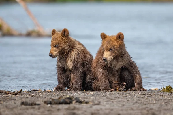 Просуваючись Ландшафту Бурі Ведмеді Камчатки Ursus Arctos Beringianus — стокове фото