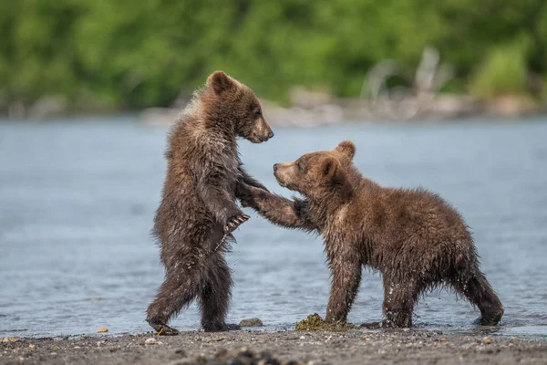 風景を支配します カムチャツカの茶色のクマ ウルス アルコスBeringianus — ストック写真