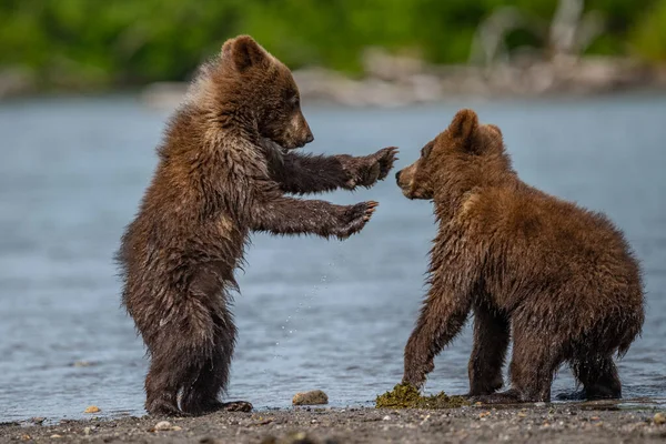 Governando Paisagem Ursos Pardos Kamchatka Ursus Arctos Beringianus — Fotografia de Stock