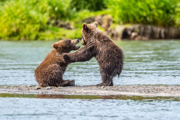 Vládnoucí Krajině Medvědi Hnědí Kamčatka Ursus Arctos Beringianus — Stock fotografie