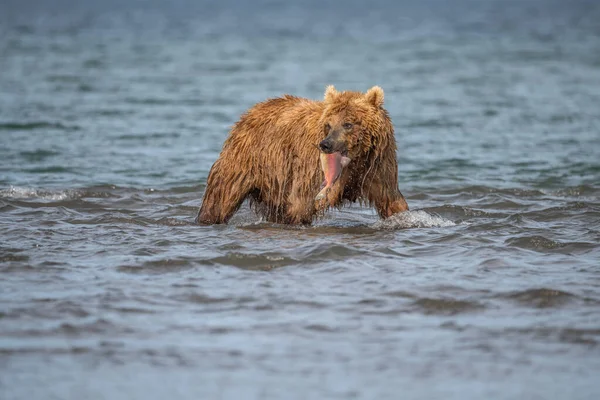 Die Braunbären Von Kamtschatka Ursus Arctos Beringianus Beherrschen Die Landschaft — Stockfoto