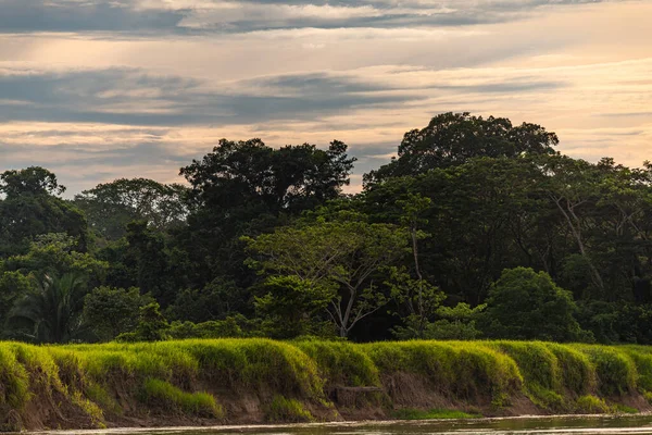 Amazonka Las Deszczowy Idealny Piękny Słoneczny Dzień — Zdjęcie stockowe
