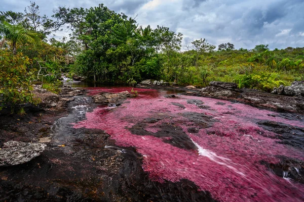 Rainbow River Five Colors River Colombia One Most Beautiful Nature — Stock Photo, Image