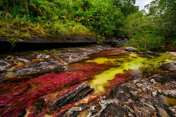 Kolombiya 'daki gökkuşağı nehri ya da beş renk nehri en güzel doğa yerlerinden biridir, adı Kristal Kanyon' dur.