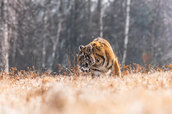 Tigre Siberiano Correndo Foto Bonita Dinâmica Poderosa Deste Animal Majestoso — Fotografia de Stock