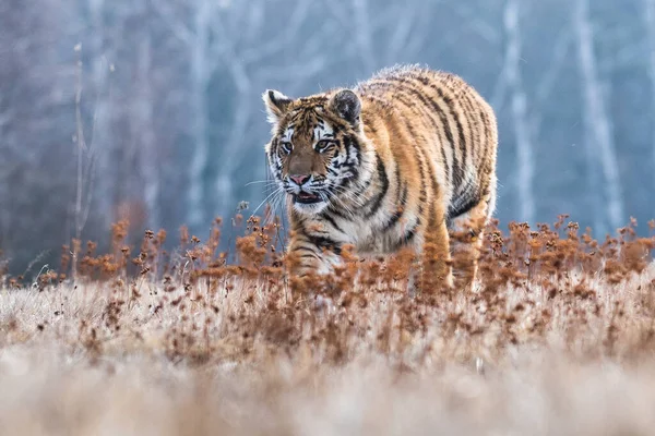 Tygrys Syberyjski Ucieka Piękne Dynamiczne Silne Zdjęcie Tego Majestatycznego Zwierzęcia — Zdjęcie stockowe