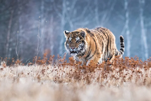 Tygrys Syberyjski Ucieka Piękne Dynamiczne Silne Zdjęcie Tego Majestatycznego Zwierzęcia — Zdjęcie stockowe