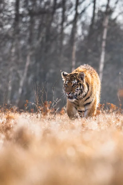 Tigre Siberiano Corriendo Hermosa Dinámica Poderosa Foto Este Majestuoso Animal — Foto de Stock