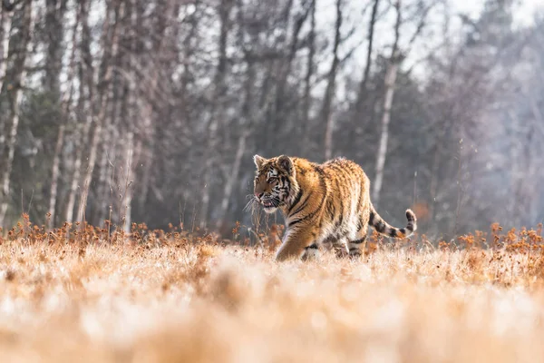 Σιβηρίας Τίγρης Τρέχει Όμορφη Δυναμική Και Ισχυρή Φωτογραφία Αυτού Του — Φωτογραφία Αρχείου