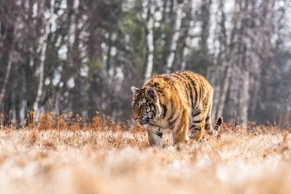 Tigre Siberiano Corriendo Hermosa Dinámica Poderosa Foto Este Majestuoso Animal — Foto de Stock