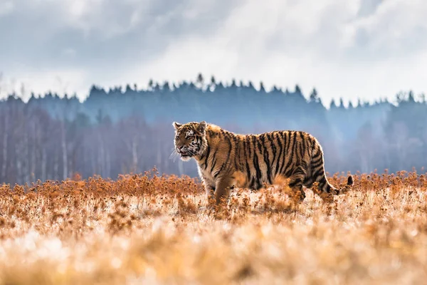 시베리아 호랑이달리기 위풍당당 동물의 아름답고 역동적 사진이다 놀라운 환경에 자리잡고 — 스톡 사진