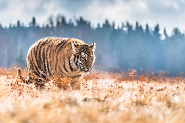 Tigre Siberiano Corriendo Hermosa Dinámica Poderosa Foto Este Majestuoso Animal — Foto de Stock