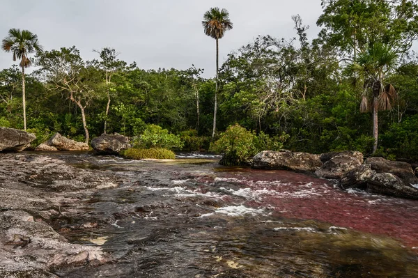 Rio Arco Íris Cinco Cores Rio Colômbia Dos Lugares Mais — Fotografia de Stock