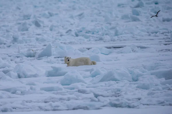 Urso Polar Ursus Maritimus Spitsbergen Oceano Norte — Fotografia de Stock