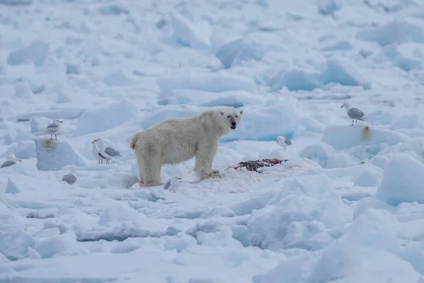 Oso Polar Ursus Maritimus Spitsbergen Océano Del Norte — Foto de Stock