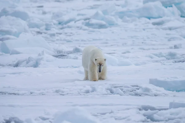 北极熊 Ursus Maritimus 斯匹次卑尔根北海 — 图库照片