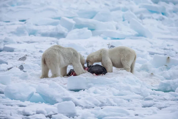 Πολική Αρκούδα Ursus Maritimus Spitsbergen Βόρειος Ωκεανός — Φωτογραφία Αρχείου