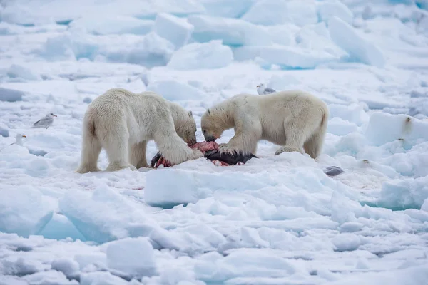 Jegesmedve Ursus Maritimus Spitsbergen Északi Óceán — Stock Fotó