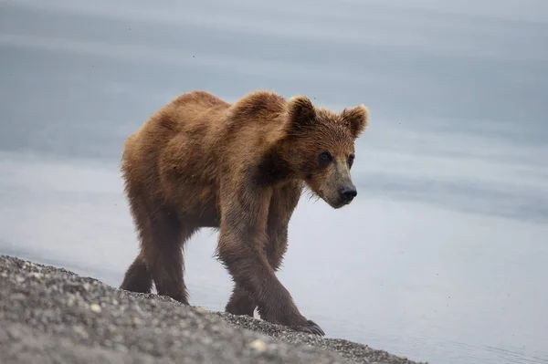 Réglant Paysage Les Ours Bruns Kamchatka Ursus Arctos Beringianus — Photo