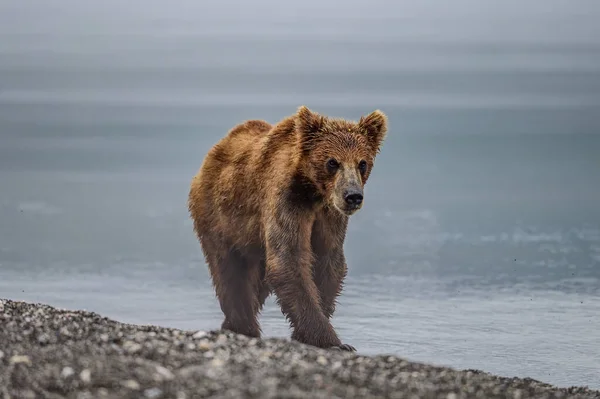 Ruling Landscape Brown Bears Kamchatka Ursus Arctos Beringianus — Stock Photo, Image