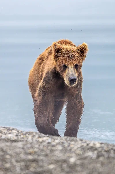 Réglant Paysage Les Ours Bruns Kamchatka Ursus Arctos Beringianus — Photo