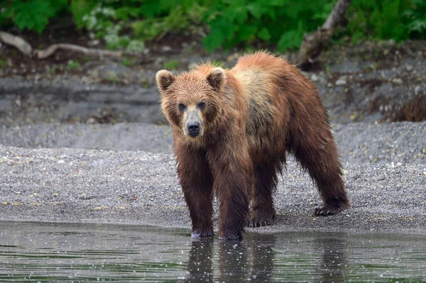 Gobernando Paisaje Osos Pardos Kamchatka Ursus Arctos Beringianus — Foto de Stock