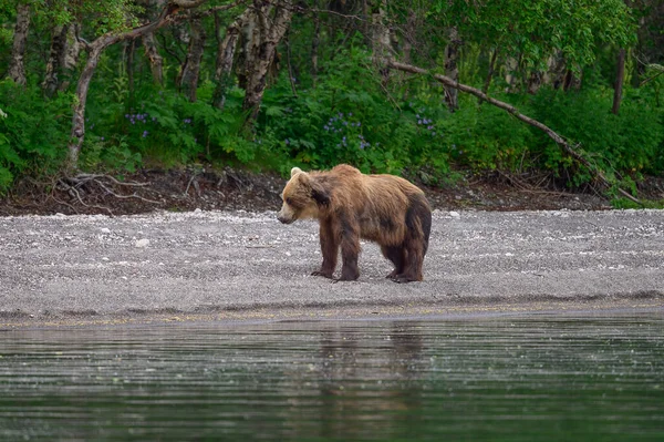 Governare Paesaggio Orsi Bruni Kamchatka Ursus Arctos Beringianus — Foto Stock