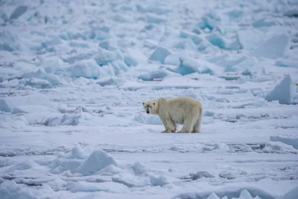 Oso Polar Ursus Maritimus Spitsbergen Océano Del Norte —  Fotos de Stock