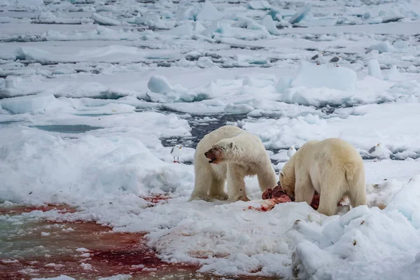 Білий Ведмідь Ursus Maritimus Spitsbergen North Ocean — стокове фото