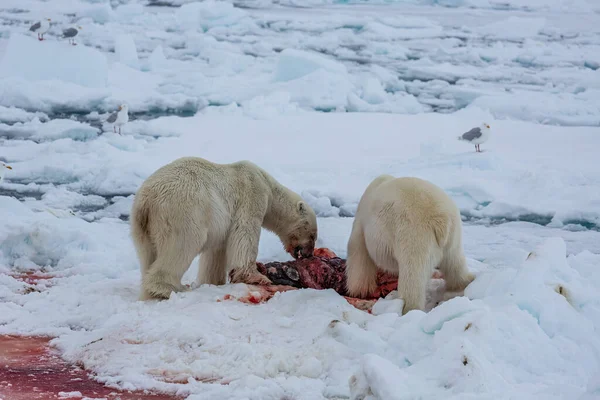 Ijsbeer Ursus Maritimus Spitsbergen Noordzee — Stockfoto